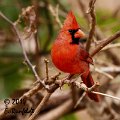 20Dec-CBC 470